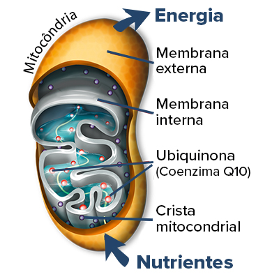 Produção de energia e redução do cansaço