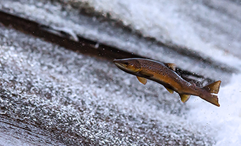 O selénio no peixe reduz a toxicidade do mercúrio